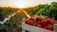 Fresh ripe strawberries in wooden crate at organic farm during golden hour sunset. Agricultural harvest concept for healthy eating and farming industry.