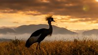 Crowned crane silhouette standing in golden grassland at sunset with dramatic sky and mountain backdrop creating peaceful wildlife scene.