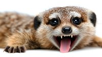 Aggressive meerkat showing teeth and tongue in threatening pose isolated on white background for wildlife and animal behavior concepts.