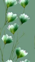 Delicate white and green floral pattern featuring ethereal blooms with gradient petals on sage background, suitable for textile and surface design projects.