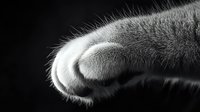 Close-up monochrome macro shot of cat paw with soft fur and pads against dark background, showing delicate details and textures in black and white photography.