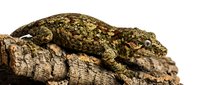 Textured reptile with mottled brown and olive coloring rests on rough bark, displaying detailed scales and natural camouflage patterns for wildlife and nature content.