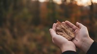 Close-up of pale hands holding a dried brown leaf in autumn forest setting with blurred trees in background.