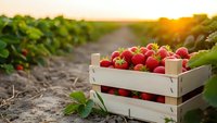 Fresh ripe strawberries in wooden crate at sunset farm field. Organic berry harvest concept for healthy eating, agriculture and summer produce marketing.