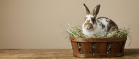 Brown and white rabbit sitting in wooden basket filled with fresh hay and grass on neutral beige background, suitable for Easter, pet care, and animal-themed designs.