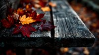 Vibrant autumn maple leaves scattered on weathered wooden bench, creating seasonal contrast between colorful foliage and rustic texture in park setting.