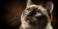 Siamese cat with striking blue eyes and chocolate point markings looking upward against dark brown background for pet photography and animal portraits.