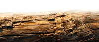 Weathered driftwood log with natural grain patterns and textures, perfect for rustic decor, crafting projects, and organic design elements.