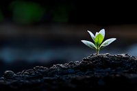 Young green sprout growing from fertile soil against dark background with morning dew drops on leaves, symbolizing new beginnings and growth.