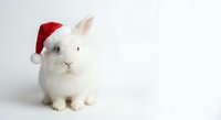 Adorable white rabbit wearing red Santa hat sitting on clean white background, perfect for holiday greeting cards and Christmas marketing materials.