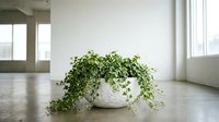Lush trailing plant in white ceramic pot on concrete floor with bright windows and minimalist interior space for home decor.