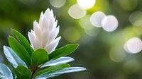 White magnolia flower bud with glossy green leaves against blurred natural bokeh background, soft morning light creates dreamy garden atmosphere.