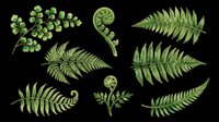 Fern leaves and fronds isolated on transparent background, ready for t-shirt design, clipart, stickers, sublimation, and print-on-demand projects.