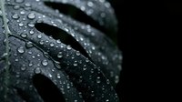 Dark green tropical leaf with water droplets after rain creating natural texture and organic patterns for wellness and spa design concepts.