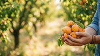 Farmer holding fresh harvested apricots in hands at orchard during summer season, agriculture and fruit picking concept.