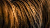 Close-up of tiger fur texture with distinctive black stripes on warm golden-orange background, suitable for wildlife, nature, and animal-related design projects.