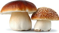 Two forest mushrooms with brown caps, one smooth and one spotted, isolated on white background for food photography and culinary design projects.