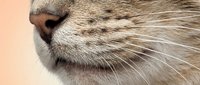 Close-up macro shot of a tabby cat nose and muzzle with long white whiskers on a soft peach background.
