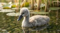 Young swan cygnet swimming in pond with reeds and lily pads in natural wetland habitat during golden hour sunlight.