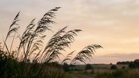 Tall pampas grass swaying in gentle breeze against warm sunset sky creating peaceful natural landscape scene for relaxation and mindfulness concepts.