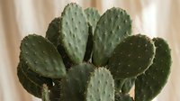Prickly pear cactus with flat green paddle-shaped segments and spines in natural light for home decor and botanical design projects.