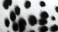 Spotted animal fur texture with black and white markings, suitable for wildlife design, fashion prints, and textile backgrounds.