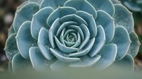 Blue-green succulent plant with perfect spiral rosette pattern of thick fleshy leaves. Natural geometric design for botanical and gardening concepts.