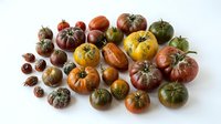 Colorful heirloom tomatoes variety collection displaying diverse shapes, sizes and colors from red to green to purple on white background for cooking.