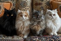 Four majestic long-haired cats of different colors - black, cream, grey and white - sitting together on ornate patterned sofa, displaying regal poses and striking eyes.