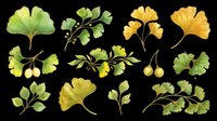 Ginkgo leaves and branches clipart set, isolated on transparent background. Green and yellow botanical elements for t-shirt design, stickers, print on demand, and sublimation.