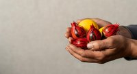 Male hand with dark skin tone holding fresh red roselle fruits with yellow centers, isolated on neutral background for culinary and agricultural design projects.