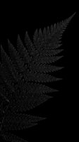 Fern leaf silhouette isolated on transparent background, ready for t-shirt design, clipart, stickers, sublimation and print-on-demand projects.