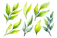 Watercolor green leaves and branches on white background, botanical elements isolated for spring and summer design projects and decorative use.