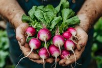 Fresh organic radishes with green leaves held in cupped hands of senior gardener. Healthy homegrown vegetables from garden harvest for cooking and nutrition.