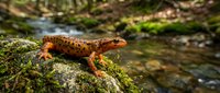 Orange spotted salamander resting on mossy rock near forest stream in natural woodland habitat during daylight hours.