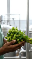 Brewer holding fresh green hops in industrial facility. Male hand displaying harvested hop cones ready for beer production and brewing process in modern brewery environment.