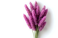 Vibrant pink celosia flowers bouquet isolated on white background. Fresh cut decorative plumes arranged in minimal composition for floral design and decoration.