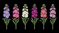 Hyacinth flowers in purple, pink, white, magenta, and lavender isolated on transparent background. Ready for t-shirt design, clipart, stickers, sublimation, and print-on-demand products.