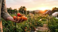 Farmer holding fresh ripe tomatoes at sunset in organic vegetable garden with greenhouse and mountains in background for healthy eating and agriculture.