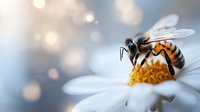 Honeybee collecting nectar from white daisy flower with soft bokeh background. Close-up macro photography of pollinator insect on bloom for nature and gardening concepts.