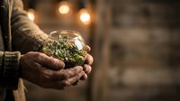 Aged male hands holding a glass bowl terrarium with succulents and moss, warm bokeh lights on rustic wooden background.