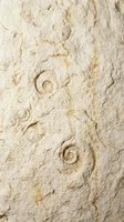 Ancient fossil ammonite shells embedded in limestone rock surface showing spiral patterns and natural geological formations for educational and scientific use.