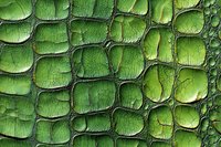 Green crocodile skin texture with detailed scales, cracks, and natural patterns creating an organic reptilian surface effect for fashion and design projects.
