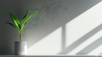 Young green plant in white minimalist pot against gray wall with dramatic window light and shadow creating modern geometric composition for interior design.