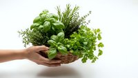 Fresh herbs bundle in wicker basket held by hands on white background. Basil, rosemary, thyme and parsley for cooking and culinary use.