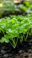 Fresh parsley seedlings growing in rich dark soil, macro view showing vibrant green leaves and tender stems against fertile garden earth background.