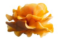 Vibrant orange oyster mushroom cluster isolated on white background, showcasing delicate gills and layered structure for culinary or botanical design use.