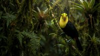 Colorful toucan bird perched on moss-covered branch in lush tropical rainforest with ferns and bromeliads creating natural jungle habitat scene.