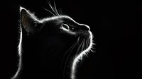 Black cat silhouette with dramatic rim lighting against dark background, profile view showing whiskers and glowing eye, creating mysterious atmospheric mood.