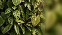 Lush tropical foliage with variegated green leaves creating natural jungle backdrop for botanical design projects and nature photography.